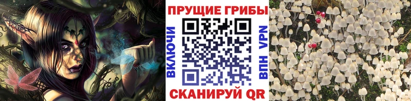 Псилоцибиновые грибы прущие грибы Окуловка